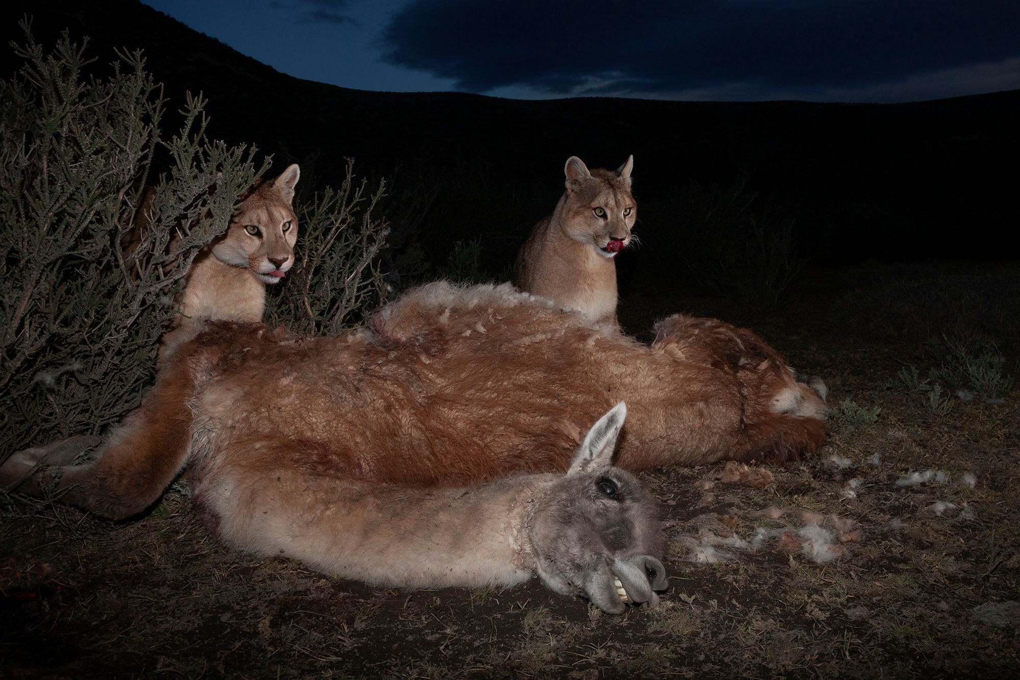 World Press Photo 2019 – znamy nominowanych fotografów 102