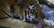 Chiny. Zastrzelono dwa tygrysy. Zorganizowano wielką obławę