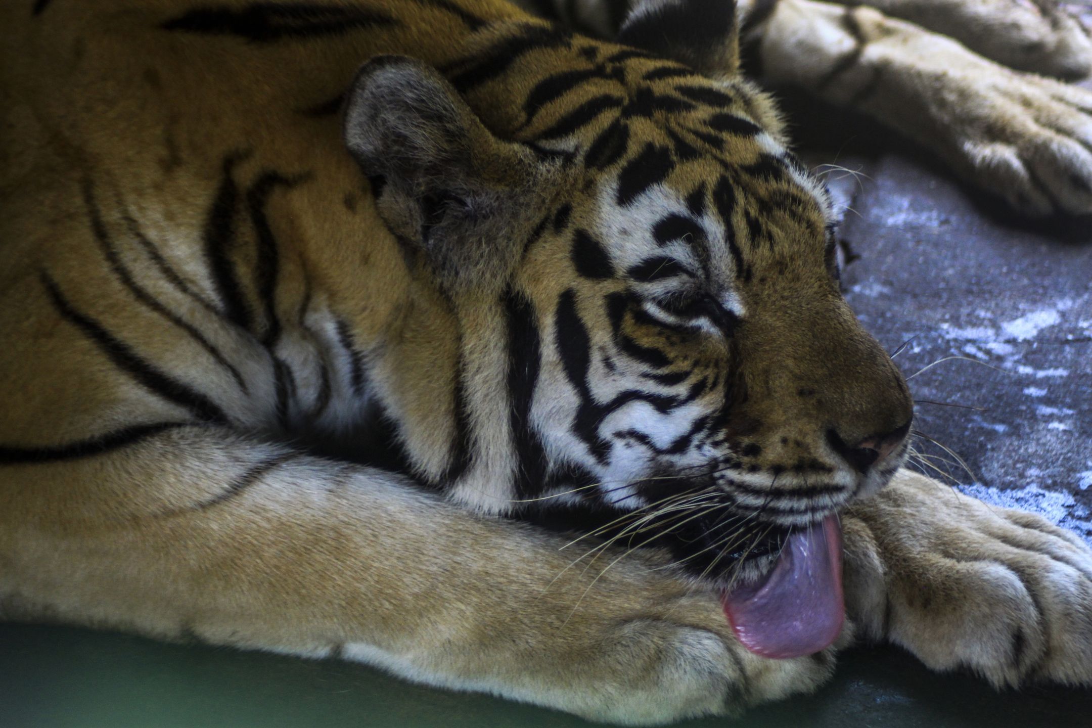 NORTH SUMATRA, INDONESIA - FEBRUARY 20, 2020: Sumatran tigers are in the enclosure of the Medan City Zoo. - PHOTOGRAPH BY Kartik Bima / Opn Images/ Barcroft Media (Photo credit should read Kartik Bima / Opn Images/Barcroft Media via Getty Images)