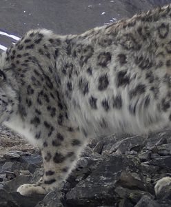 Złapała je fotopułapka. Cztery lamparty śnieżne w rezerwacie Ałtaj