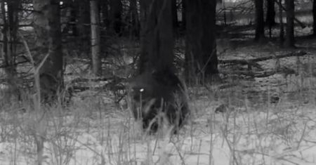 USA. W Parku Yellowstone kamera uchwyciła rzadko spotykane zwierzę