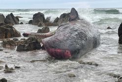 Przerażający widok na australijskiej plaży. Nie wiadomo, jak do tego doszło