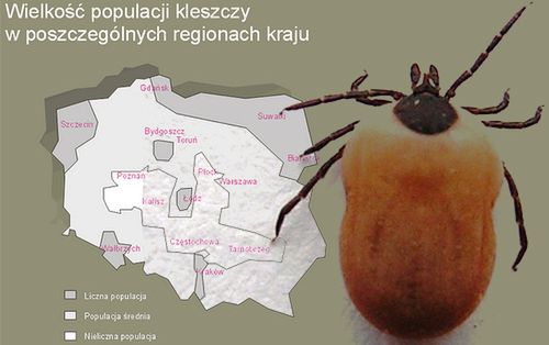 Kleszczowe zapalenie mózgu - kleszcze zagrażają nie tylko zwierzętom