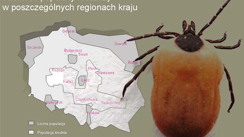 Kleszczowe zapalenie mózgu - kleszcze zagrażają nie tylko zwierzętom 1