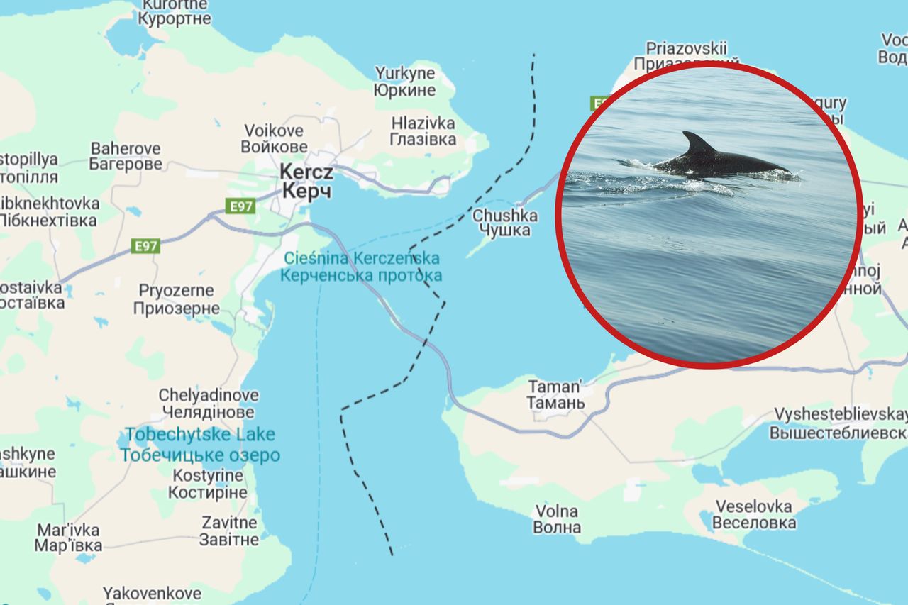 As a result of the spill, 32 dolphins died.