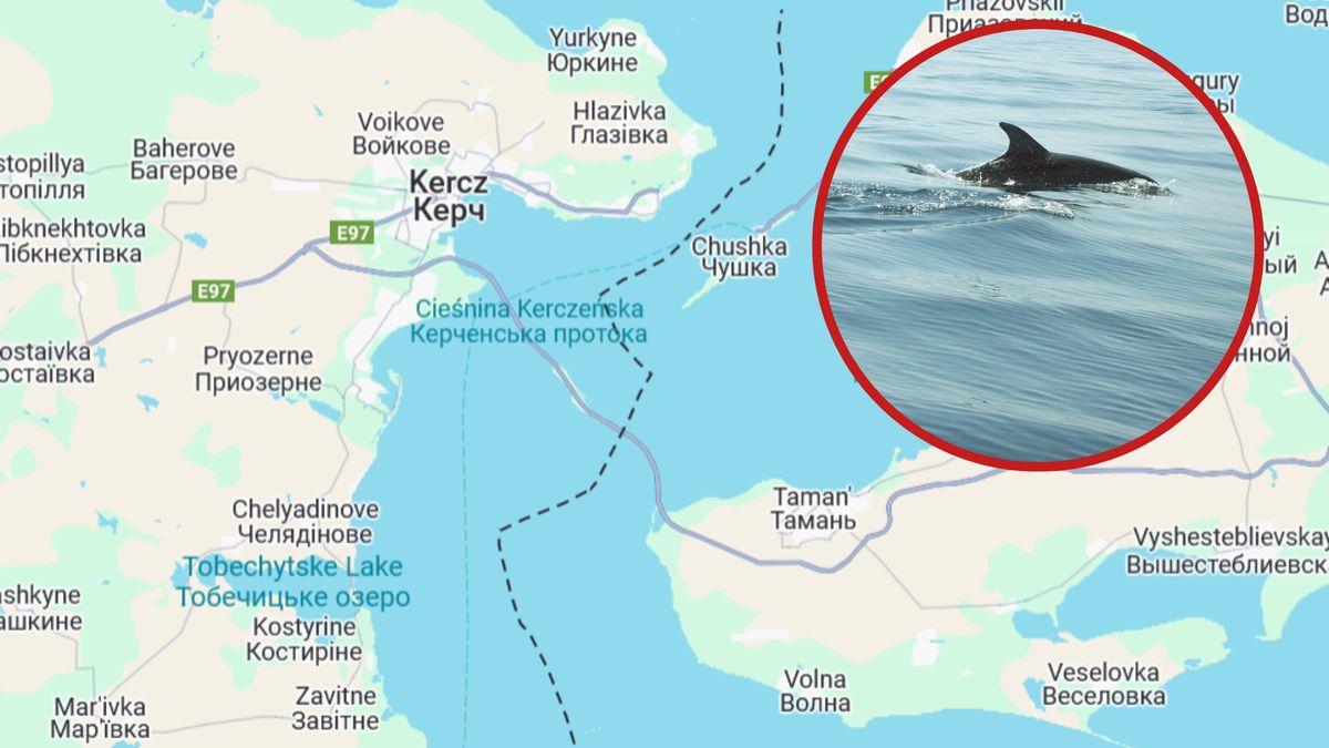 W wyniku wycieku zginęły 32 delfiny