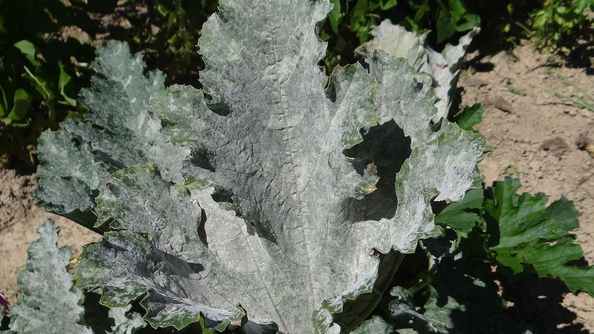 Objawy mączniaka prawdziwego dyniowatych na cukinii