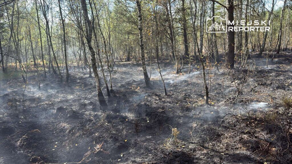 Spalona powierzchnia leśna z widocznymi resztkami dymu unoszącymi się między drzewami.