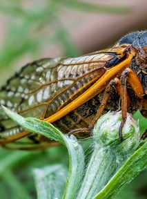 Miliardy insektów wyjdą spod ziemi. W grę wchodzą narkotyki