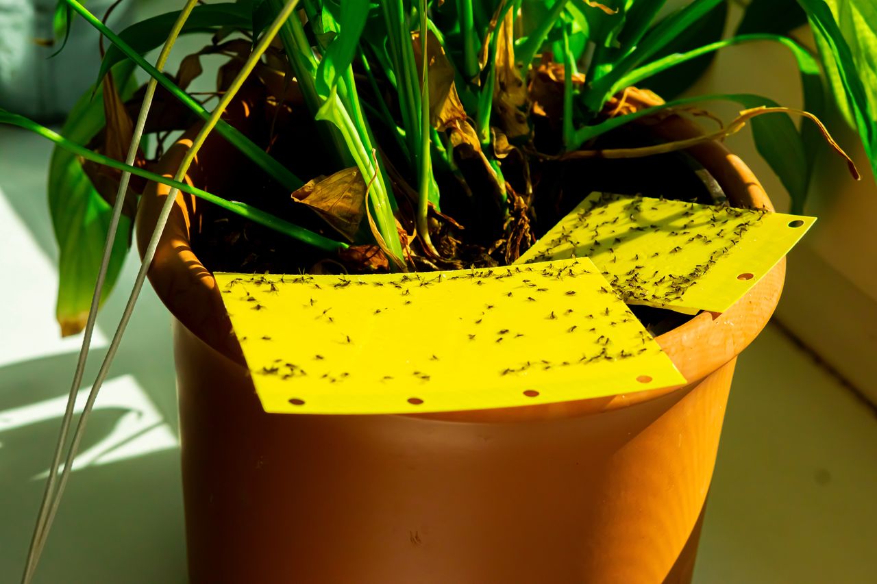 Combating indoor plant pests: Effective homemade remedies against fungus  gnats