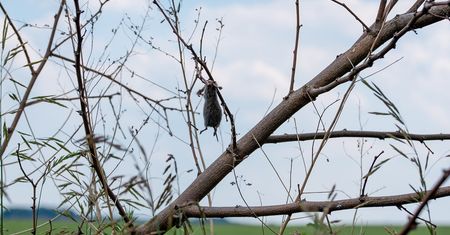 Szokujące zdjęcia. Udostępnił je profil Nadleśnictwa w Oleśnie