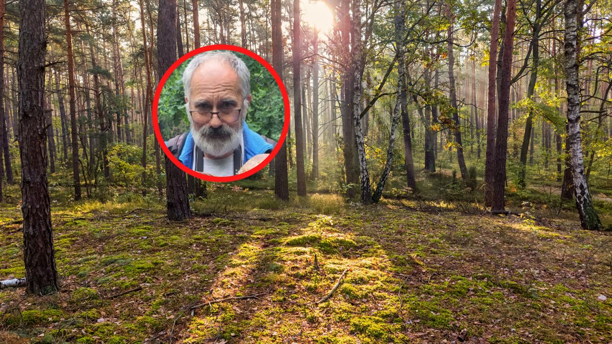 Kiedy spodziewać się większej liczby grzybów w polskich lasach?