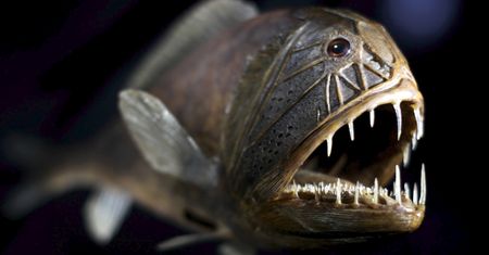 Czarne ryby. Skóra tych gatunków z dna oceanu jest 20 razy ciemniejsza od czarnych przedmiotów