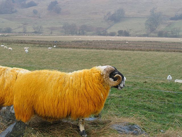 Orange tup, fot. geograph.org.uk