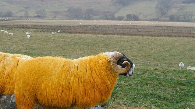 Jeszcze lepsza promocja Orange dla przenoszących numer... 1