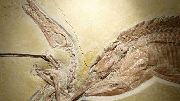 Dramat sprzed milionów lat: śmiertelna walka ryby z pterozaurem 1
