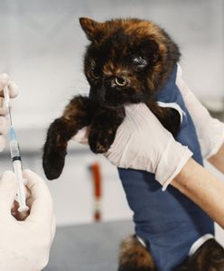 Tajemnicza choroba zabija koty. Służby reagują, mamy oświadczenie GIS