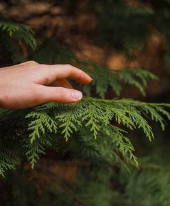 Jedna z najczęstszych chorób dotykających iglaki w ogrodzie