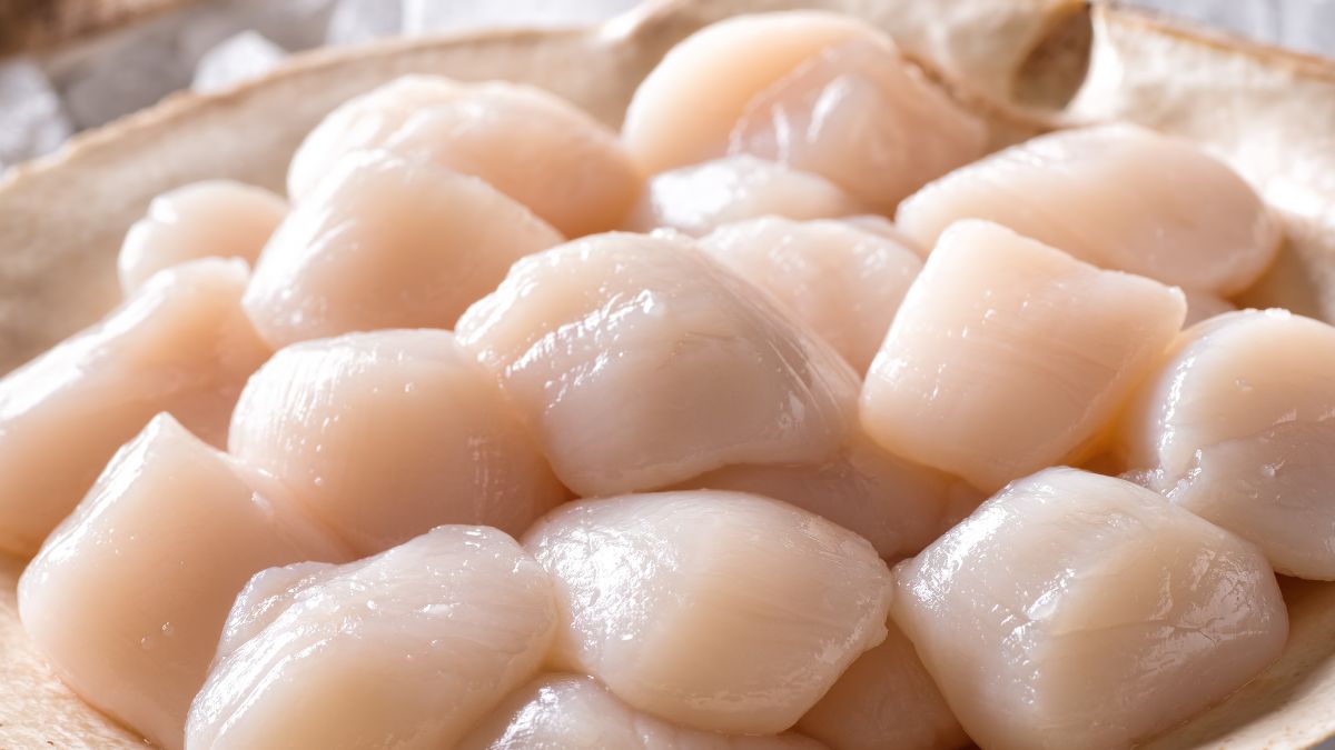 Przegrzebki, małże św. Jakuba