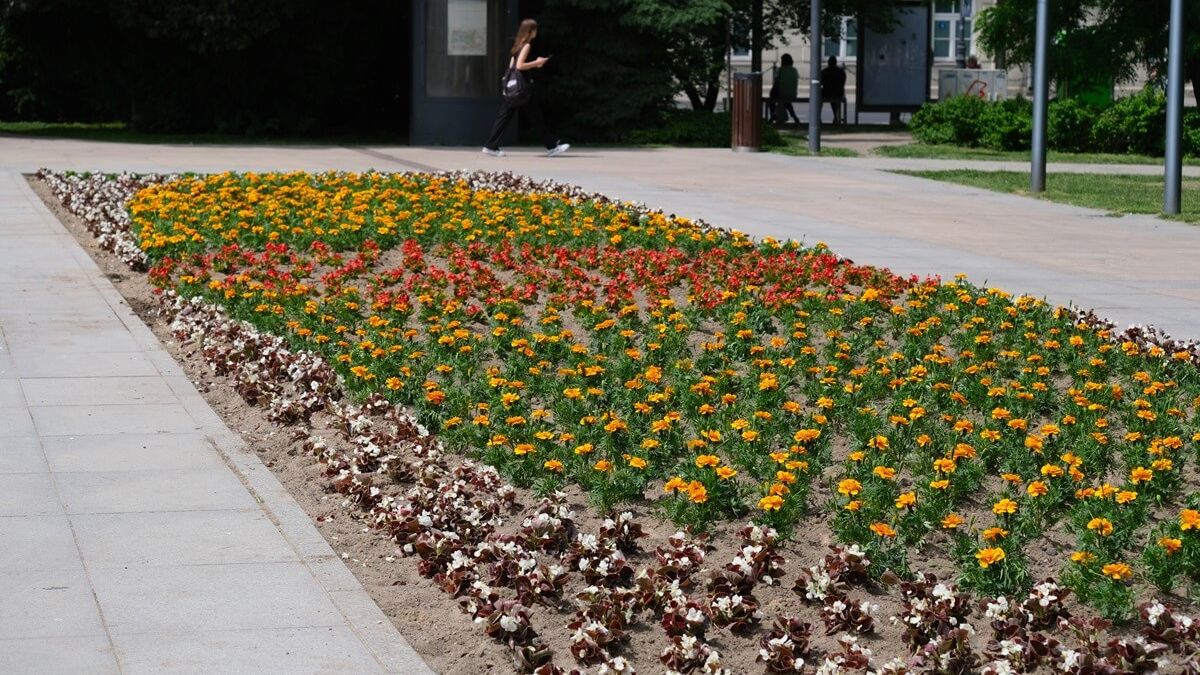 Nowe kwiatki na Placu Litewskim