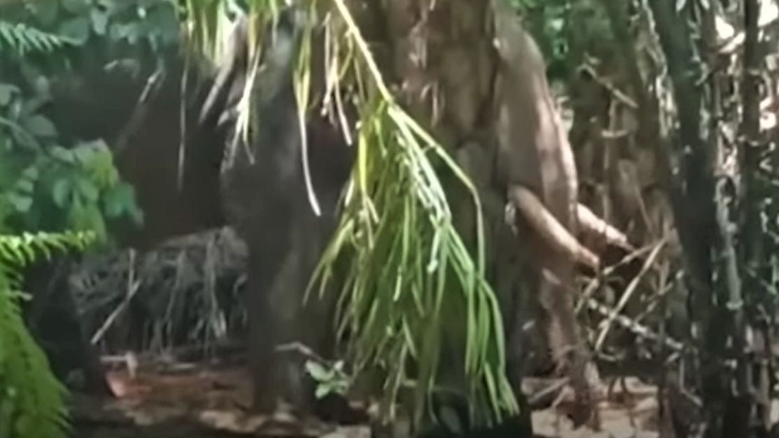 Słoń zabił swojego właściciela 