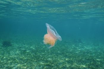 Zobaczyli na plaży. Wygląda jak wata cukrowa, a jej macki mogą mieć nawet 20 m