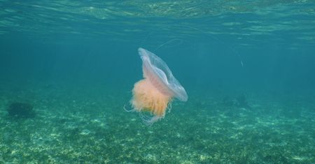 Zobaczyli na plaży. Wygląda jak wata cukrowa, a jej macki mogą mieć nawet 20 m