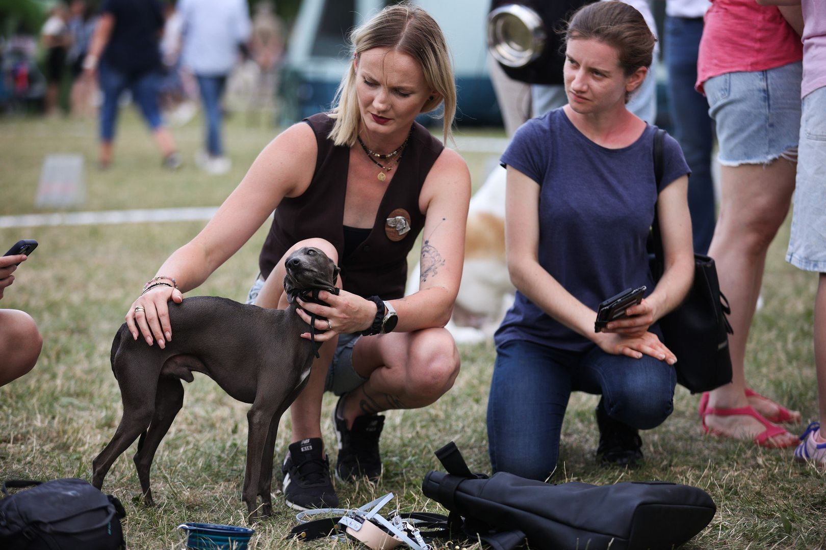 Whippet
