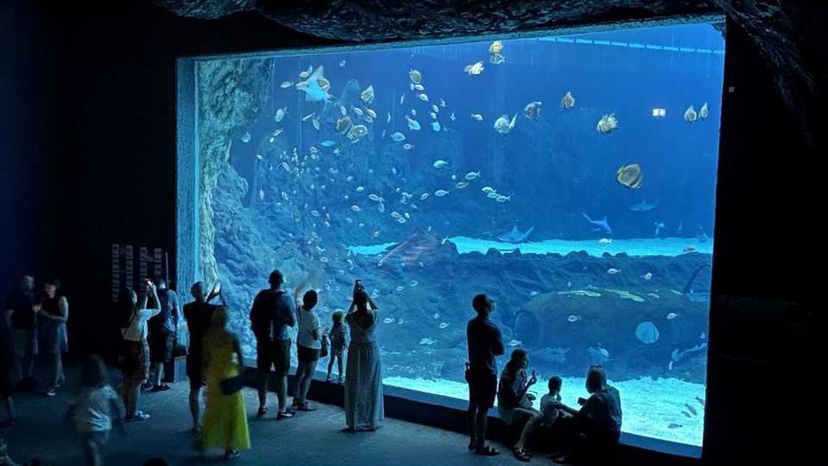 Jedno z siedmiu akwariów w strefie oceanicznej Orientarium