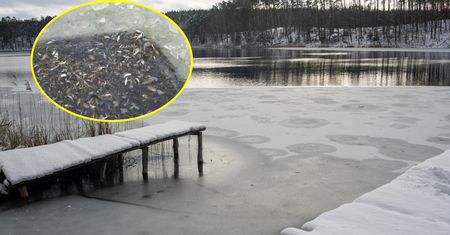 Na Pomorzu trwa walka z czasem. Ryby masowo giną pod lodem