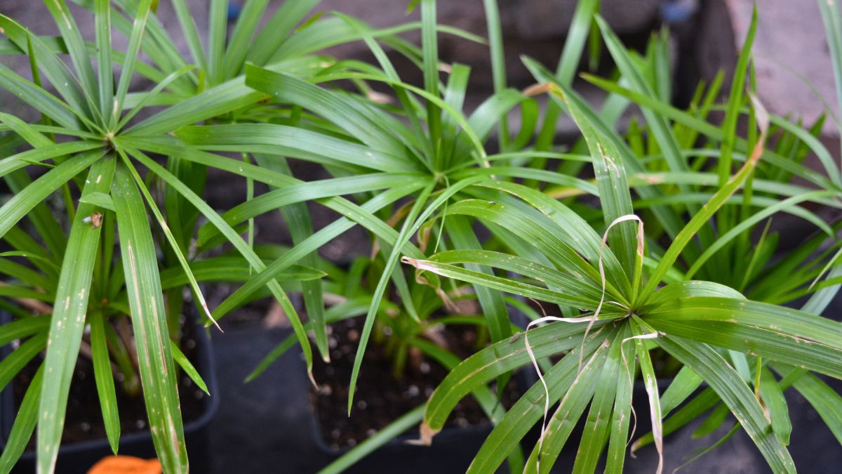 Papirusek w doniczce