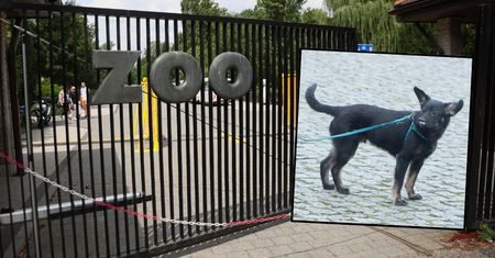 Próbowali "przemycić" psa na teren zoo w Warszawie. Internauci komentują