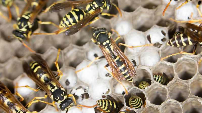Jad brazylijskiej osy wyleczy chorych na raka?