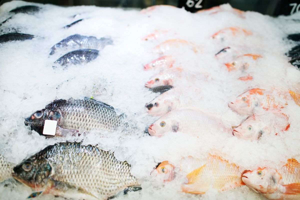 How to buy good frozen fish?