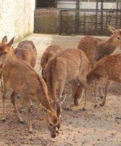 Warszawa. Przysmaki, których pragną makaki. Zoo czeka na orzeszki i żołędzie