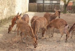 Warszawa. Przysmaki, których pragną makaki. Zoo czeka na orzeszki i żołędzie