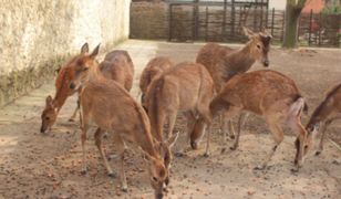 Warszawa. Przysmaki, których pragną makaki. Zoo czeka na orzeszki i żołędzie