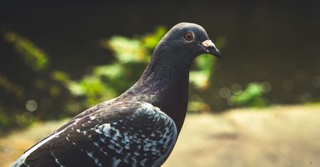 Bomby i gołębie. Nietypowy pomysł z USA