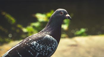 Bomby i gołębie. Nietypowy pomysł z USA