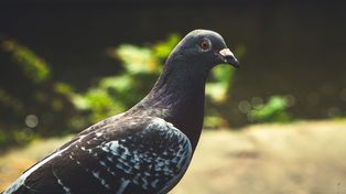 Bomby i gołębie. Nietypowy pomysł z USA