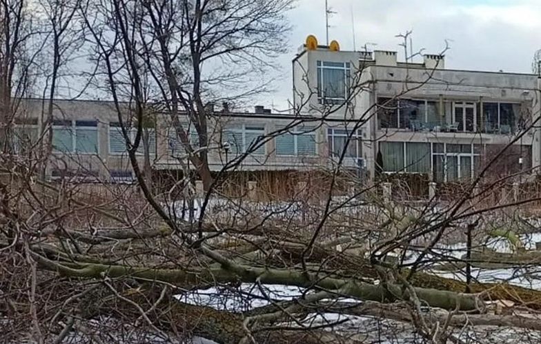 Ekologiczny skandal w Gdańsku. 55 drzew wycięto pod osłoną nocy