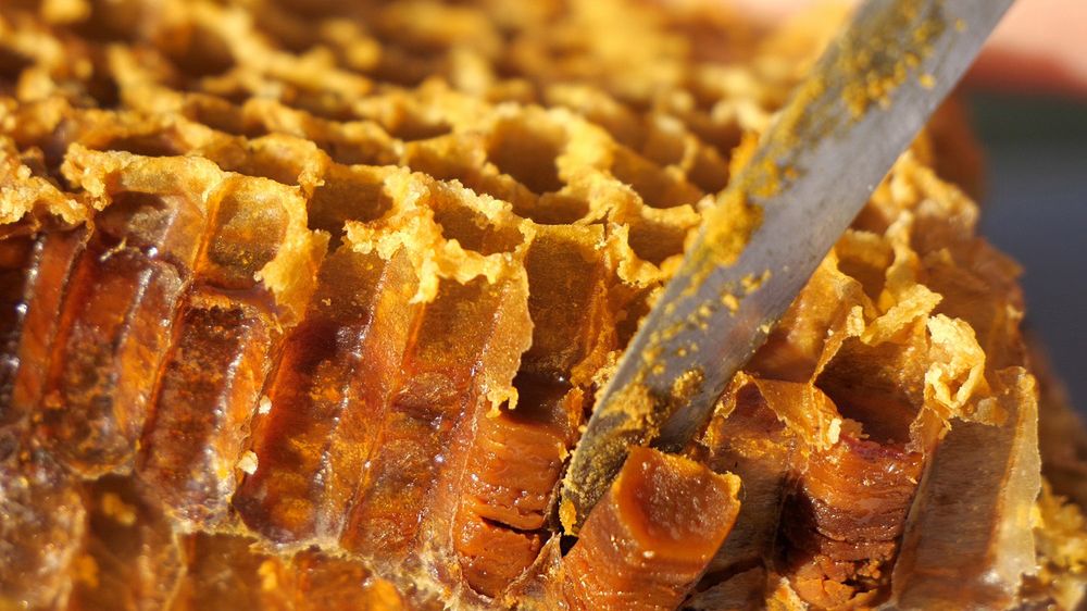 Jakie właściwości ma miód wielokwiatowy?