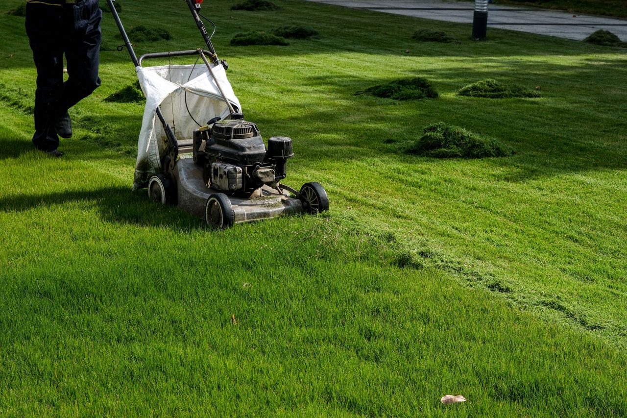 Pielęgnacja trawnika. Zdjęcie ilustracyjne