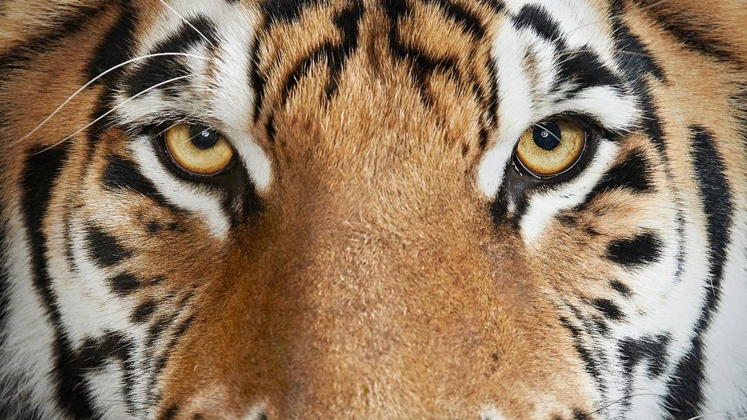 Dzikie zwierzęta o ludzkich cechach na portretach Randala Forda 1