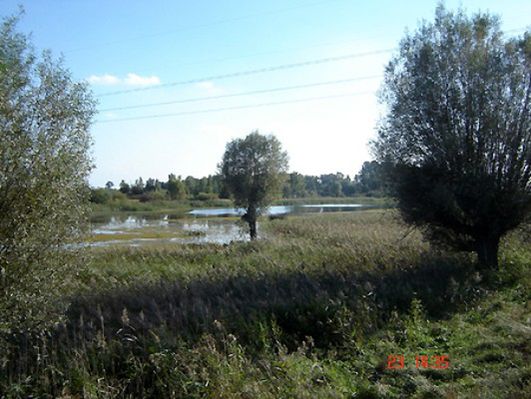 Obraz