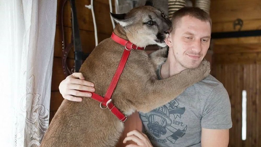 Właściciel pumy chce walczyć o odzyskanie zwierzęcia