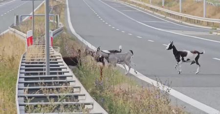 Zablokowany ruch na obwodnicy Ostrowa Wielkopolskiego. Po szosie biegały cztery kozy