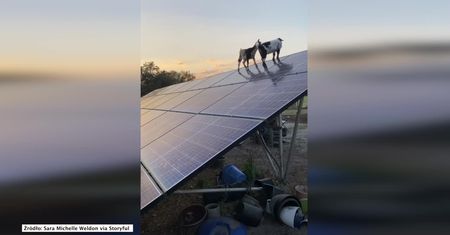 Kozy znalazły sobie niezły plac zabaw. Harcują na… panelach solarnych.