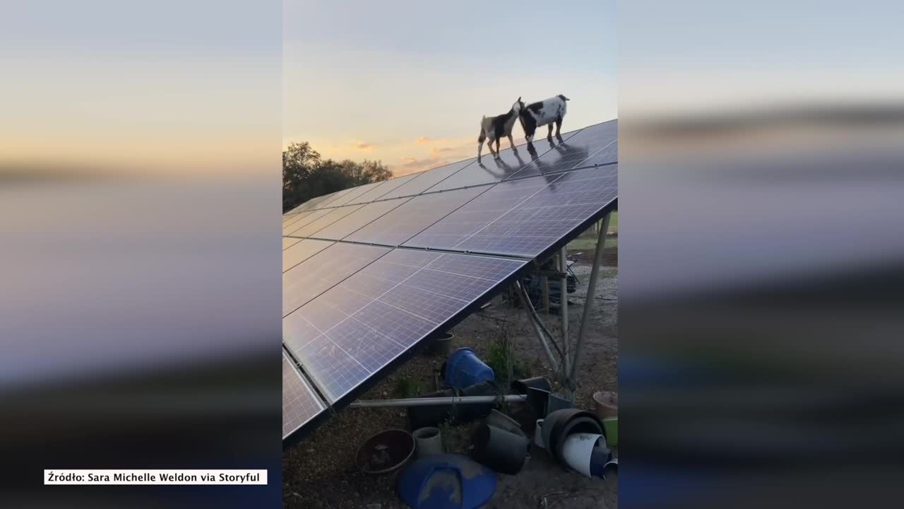 Kozy znalazły sobie niezły plac zabaw. Harcują na… panelach solarnych.