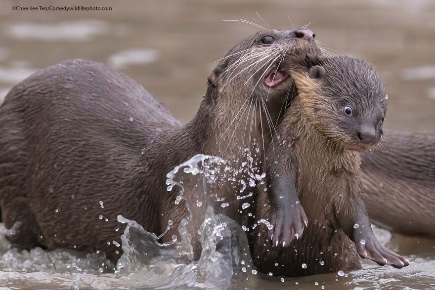 Chee Kee Teo/Comedy Wildlife Photography Awards